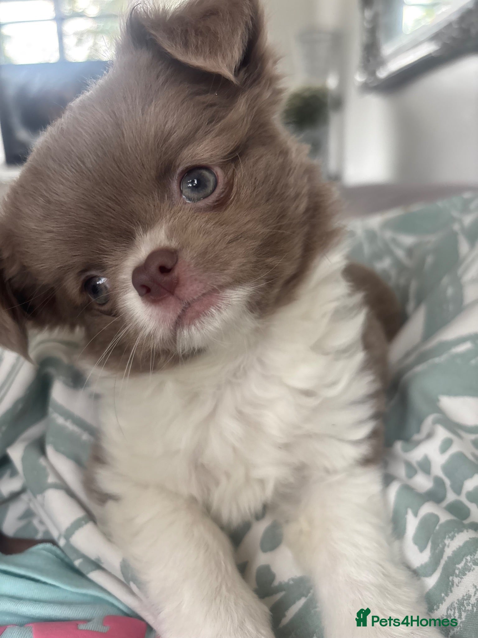 Chihuahua dogs Lilac and white long haired apple head chihuahua  - Advert 15