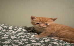 Munchkin cats for sale: 3 ginger male kittens  - Image 2