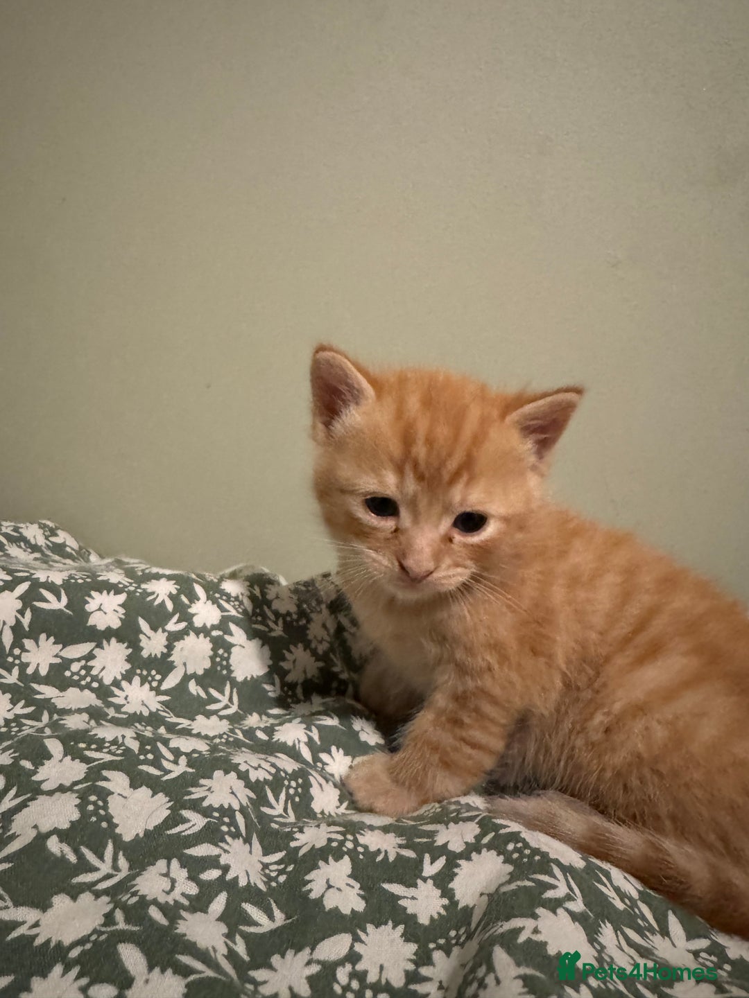 Munchkin cats for sale: 3 ginger male kittens  - Image 2