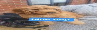 Cockapoo 3