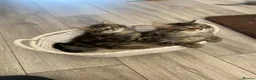 British Longhair cats for sale: 4 adorable kittens - Advert 9