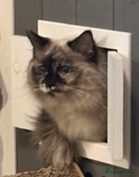 Ragdoll cats - Advert 10