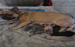 French Bulldog dogs for sale: 5 beautiful male french bulldog puppies  - Image 1
