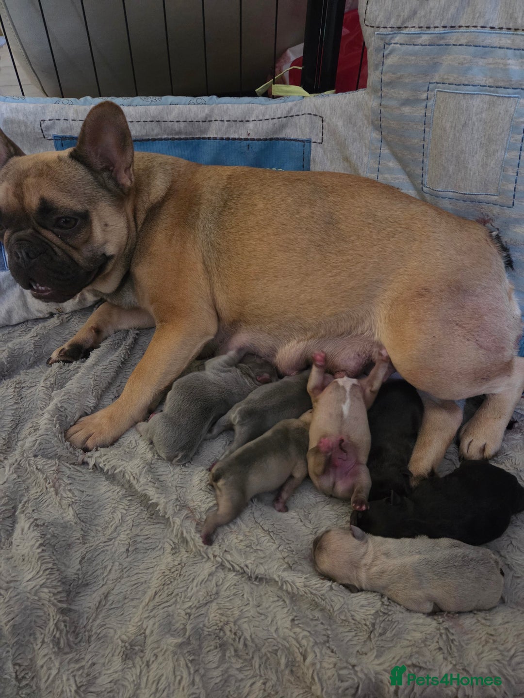 French Bulldog dogs for sale: 5 beautiful male french bulldog puppies  - Image 1