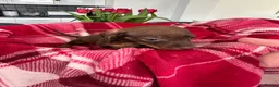 Miniature Dachshund dogs for sale: Miniature dachshunds  - Advert 7
