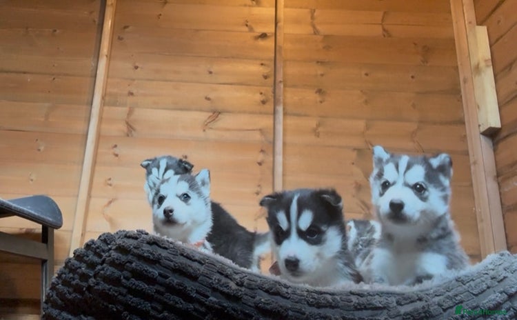 Siberian Husky dogs 6 pure breed husky pups  - Advert 1