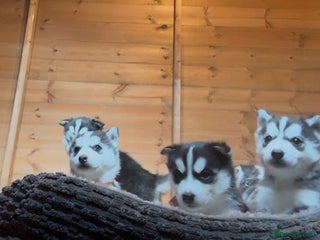 Siberian Husky dogs for sale: 6 pure breed husky pups - Advert 1