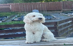 Labradoodle dogs for sale: 🐶 Adorable Labradoodle Puppies for Sale! 🐶 - Image 14