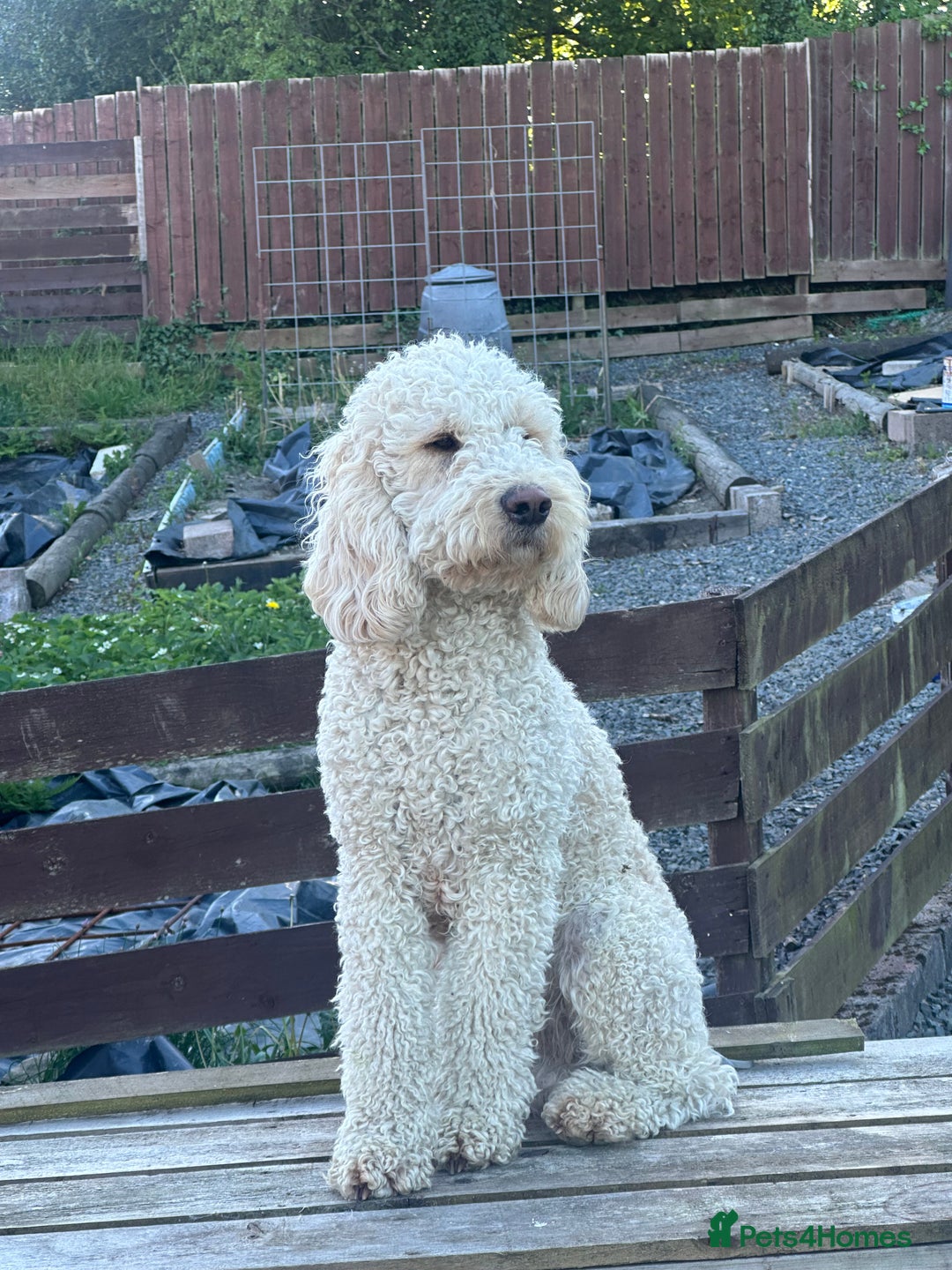 Labradoodle dogs for sale: 🐶 Adorable Labradoodle Puppies for Sale! 🐶 - Image 14