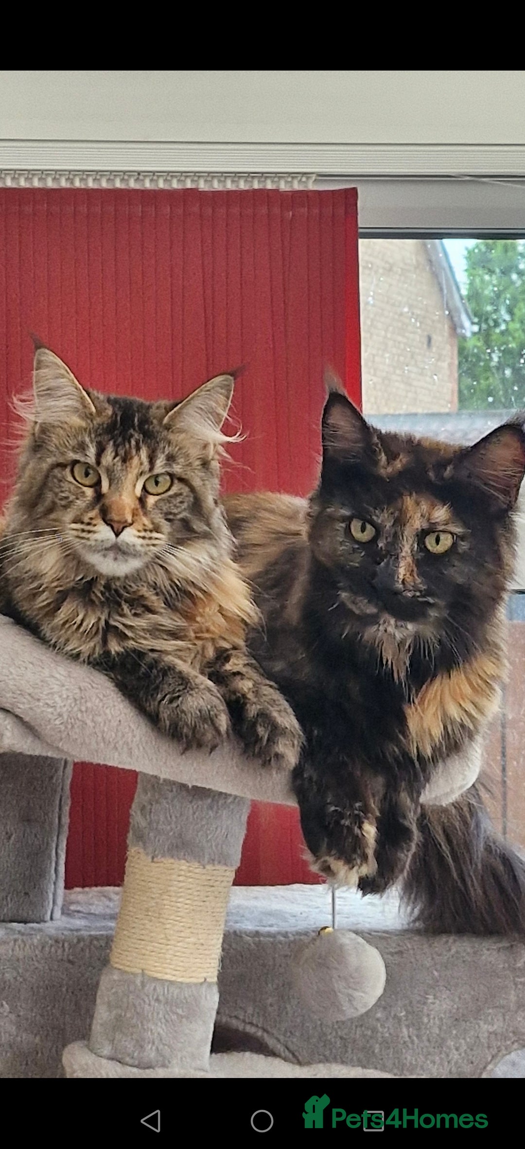 Maine Coon cats for sale: Maine coons Nellie & Dollie to stay as a pair.  - Advert 17