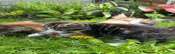 Mixed Breed cats for sale: 4x Maincoon X American Wire Hair Kittens for sale  in Stourport-on-Severn - Advert 14