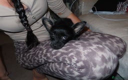 Chorkie dogs for sale: Beautiful Chorkie puppies for sale - Image 1