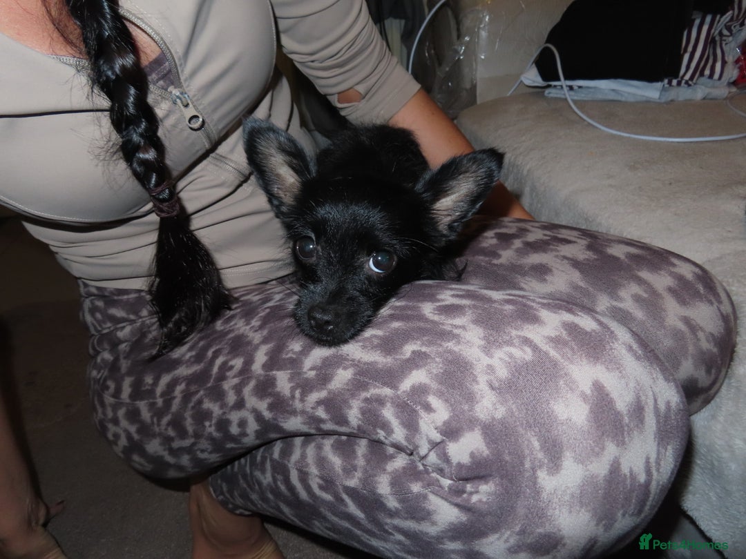 Chorkie dogs for sale: Beautiful Chorkie puppies for sale - Image 1