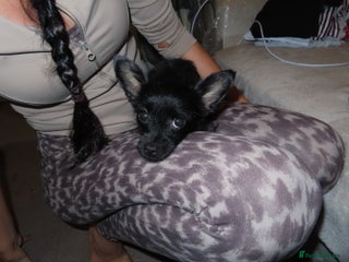 Chorkie dogs Beautiful Chorkie puppies for sale - Advert 11
