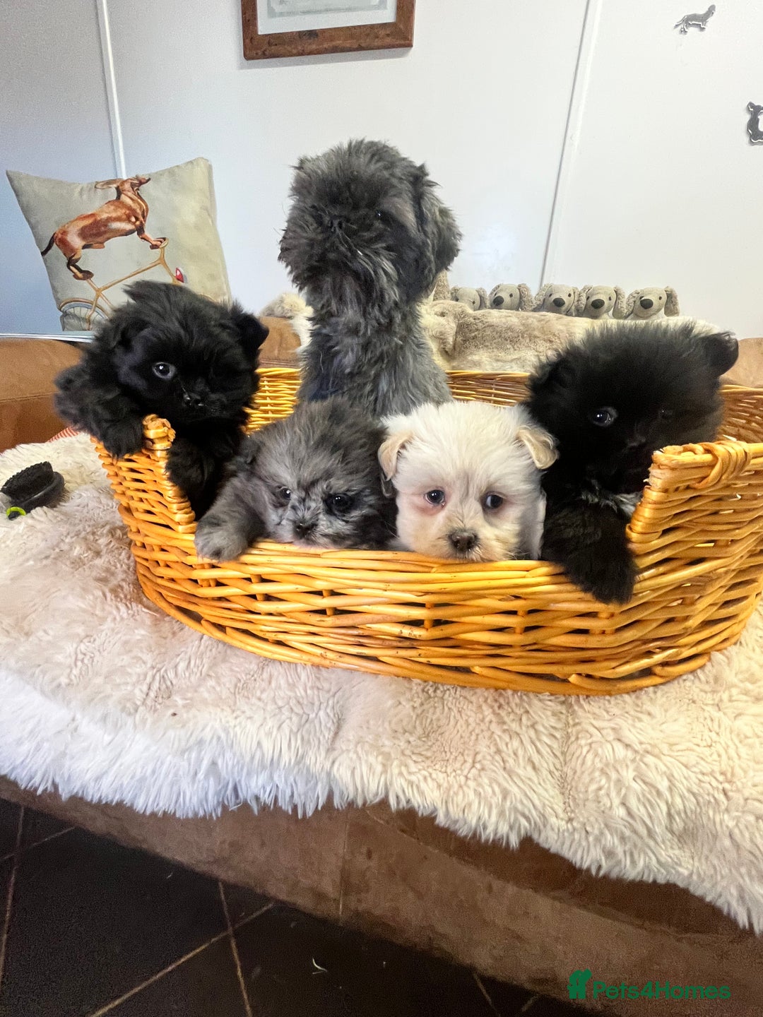 Mixed Breed dogs for sale: stunning fluffy Pomshi - Advert 8