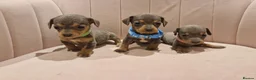 Miniature Dachshund dogs for sale: Adorable tiny miniature daxies available  - Advert 1