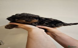 Cockapoo dogs for sale: Beautiful Toy f2 Cockapoos  - Image 10