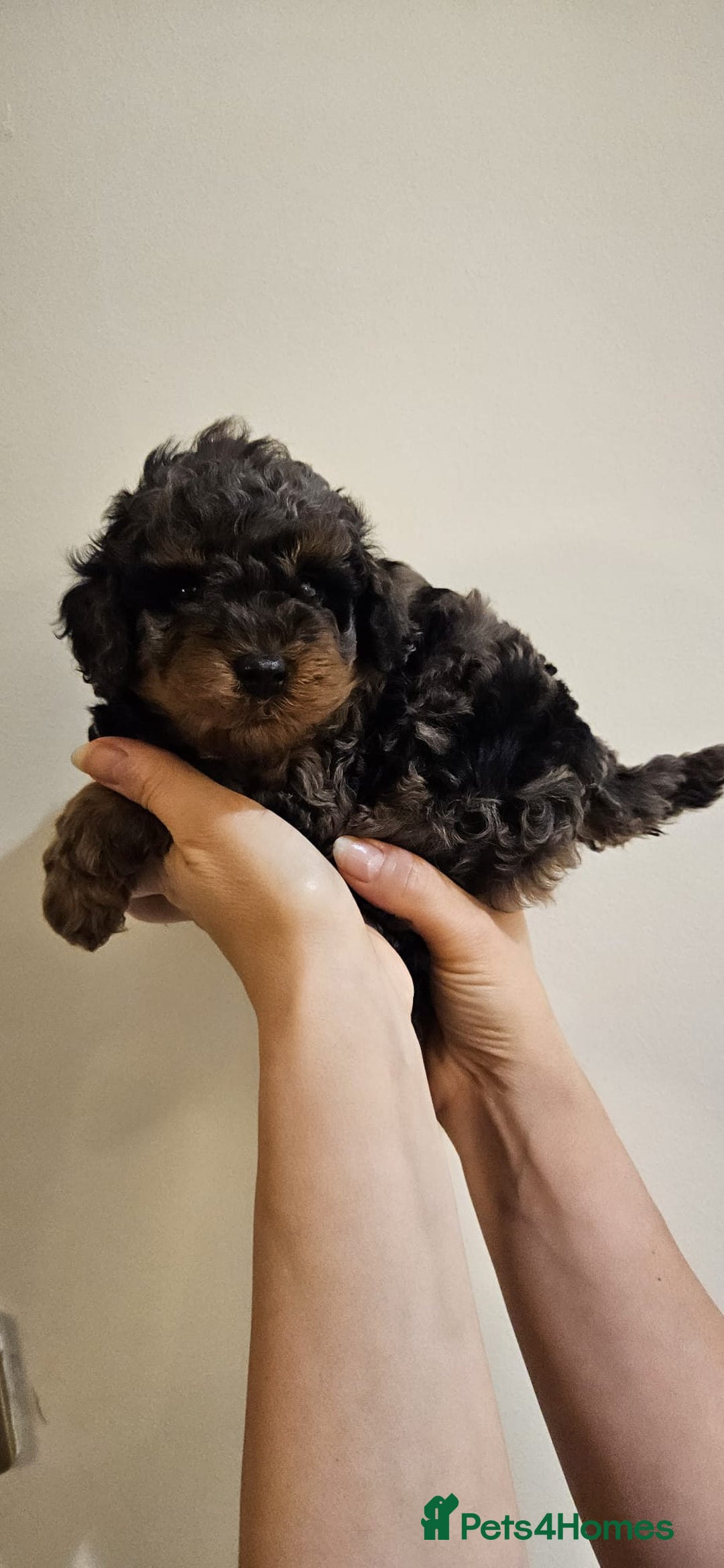 Cockapoo dogs for sale: Beautiful Toy f2 Cockapoos  - Image 10