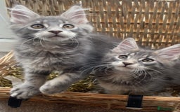 Maine Coon cats for sale: Pedigree Maine Coon Kittens Champion-Giant Russian - Image 7