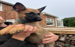 Mixed Breed dogs for sale: Czech shepherd x Belgium malinois - Image 6