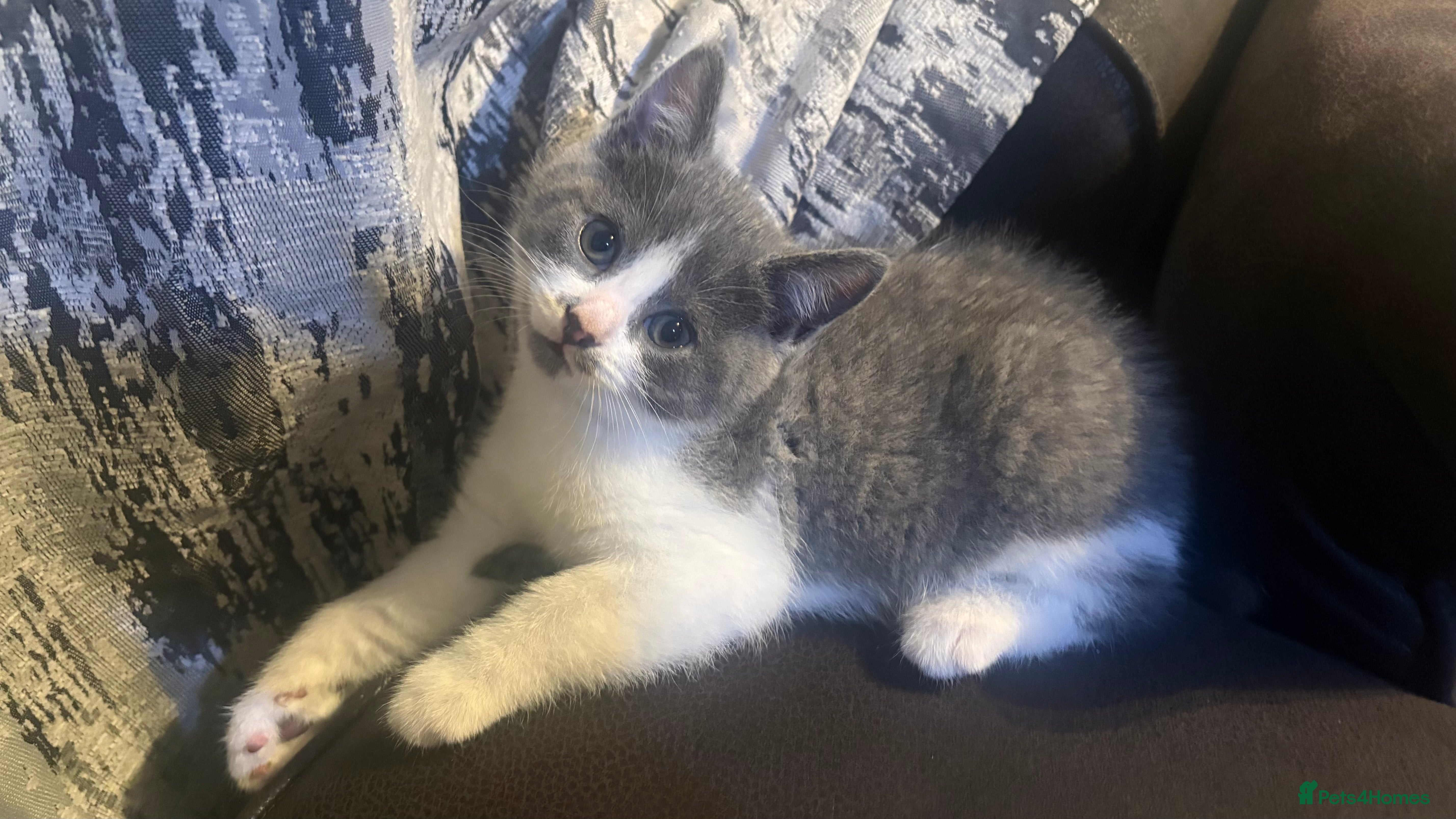 British Shorthair cats Beautiful British shorthairs cross Scottish fold  - Advert 3