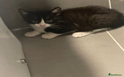 Mixed Breed cats for sale: 3 black and white kittens  - Image 4