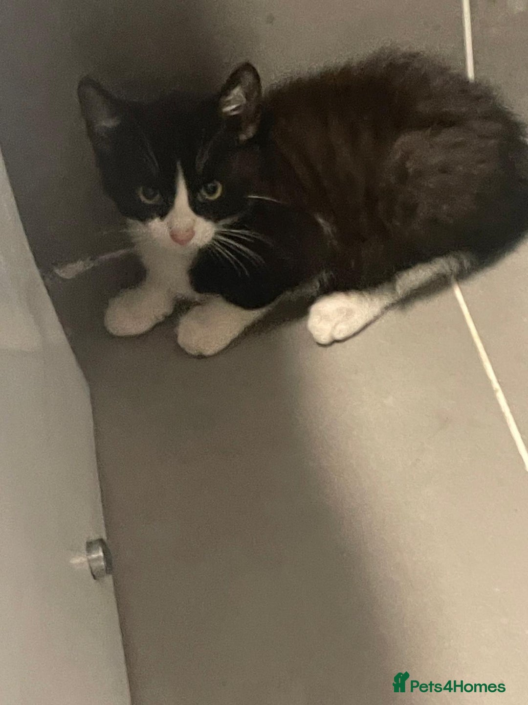 Mixed Breed cats for sale: 3 black and white kittens  - Image 4