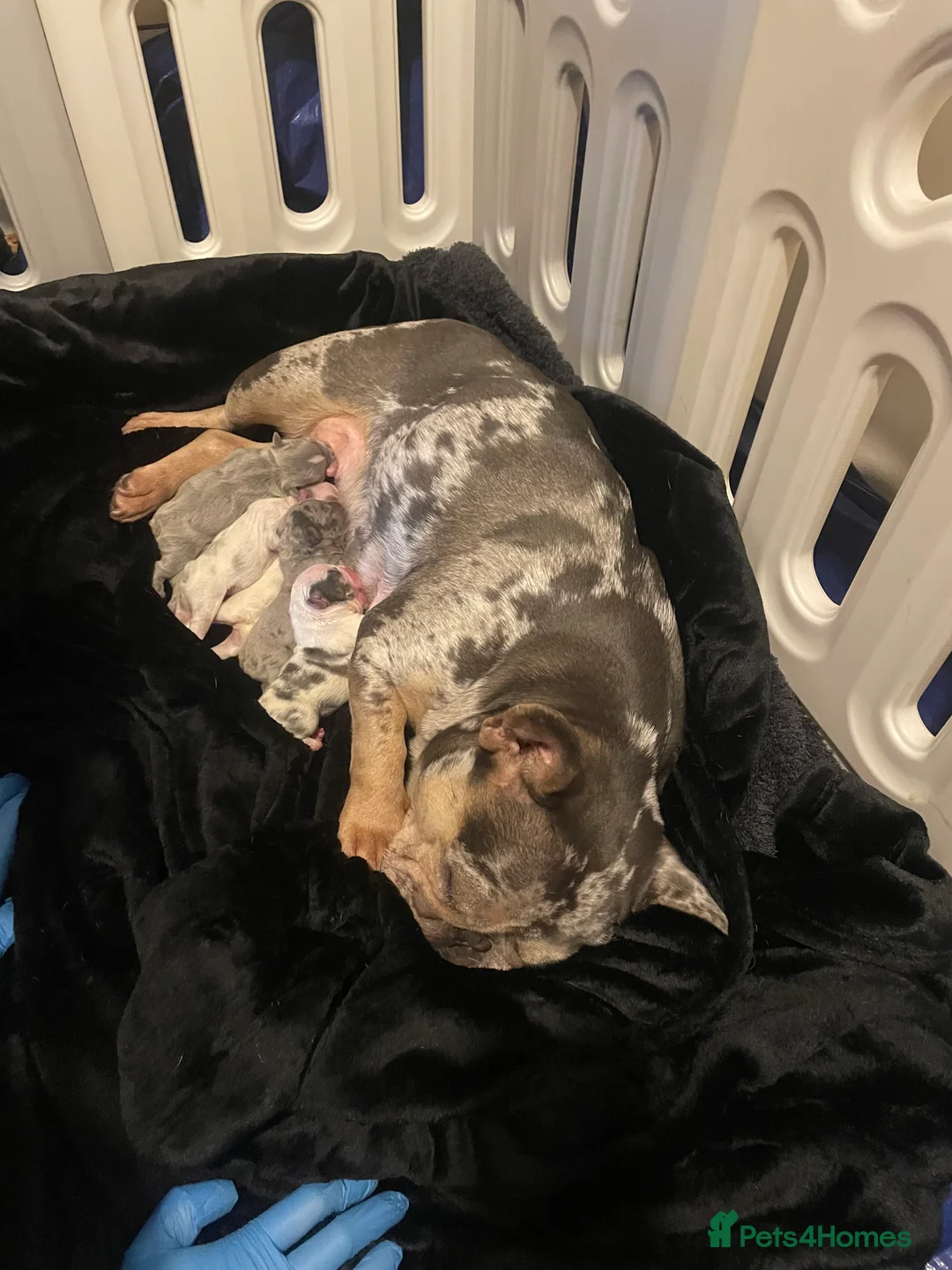 French Bulldog dogs for sale: Husky Fluffy Frenchies 🐶  - Advert 3