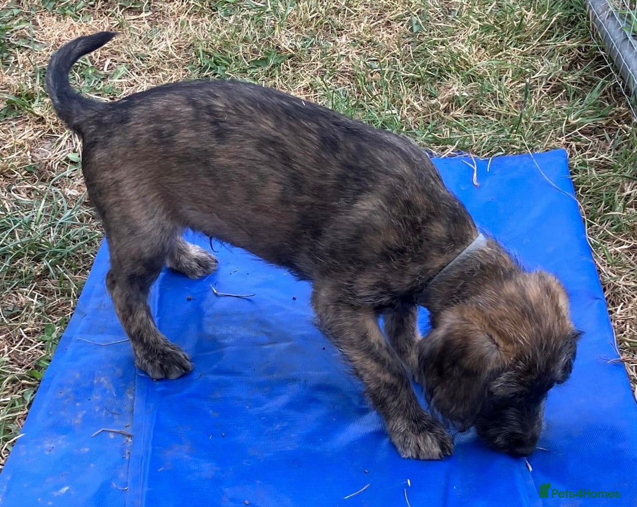 Mixed Breed dogs F1 dark fawn brindle  puppy  - Advert 6