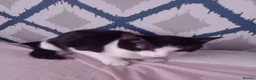 Mixed Breed cats for sale: 2 beautiful kittens avaialble - Advert 3