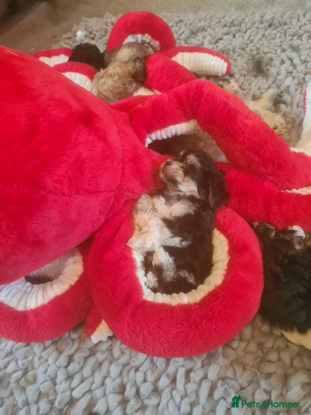 Maltipoo dogs for sale: MALTIPOO 🥰🥰 READY TO LEAVE  - Advert 8