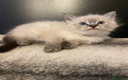Ragdoll cats for sale: Last boy girl Hcm pkd so loving  playful cutie  - Image 14