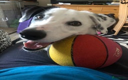 Border Collie dogs for sale: Spotty  - Image 3