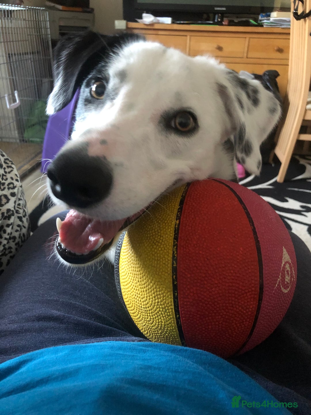 Border Collie dogs for sale: Spotty  - Image 3