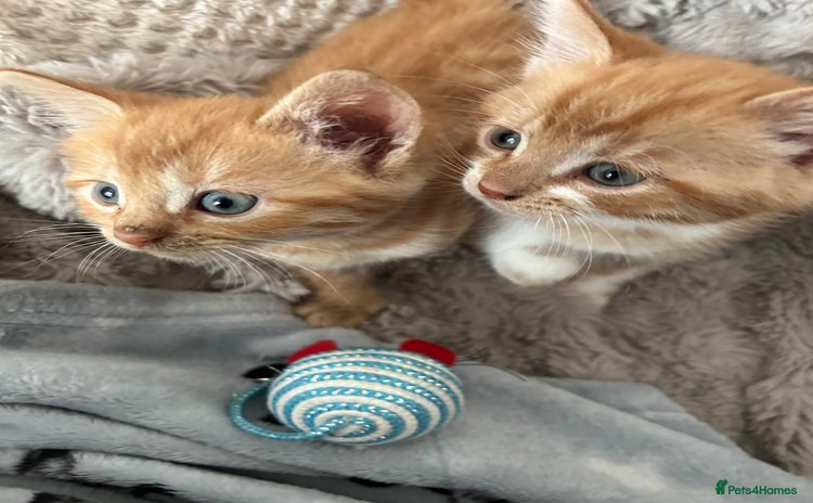 Mixed Breed cats - Advert 1