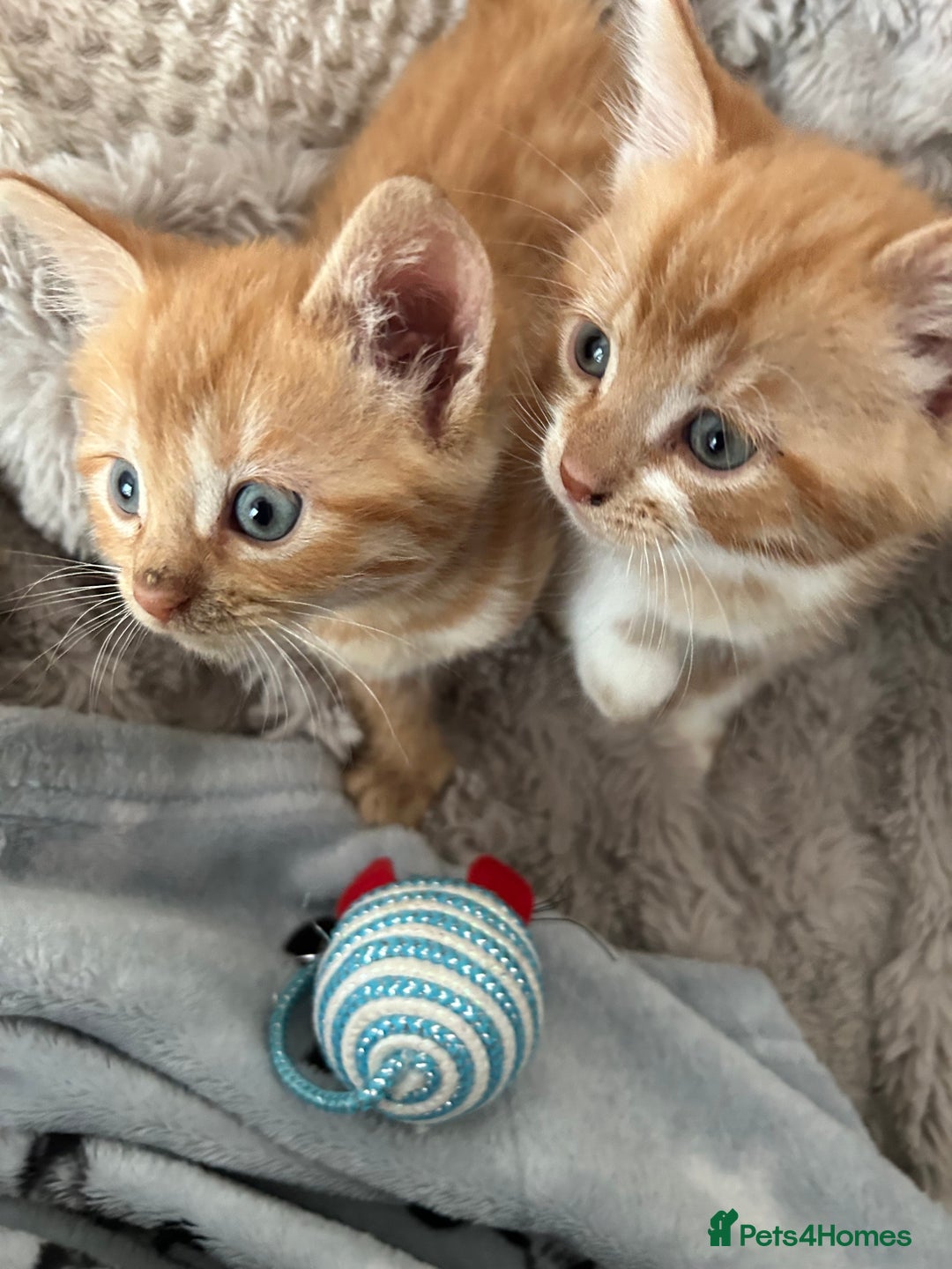 Mixed Breed cats for sale: 5 beautiful kittens - Image 1