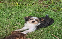 Yorkshire Terrier dogs for sale: 🤎 DNA tested parents-White Ocean Pearl boy 🤎 - Image 4