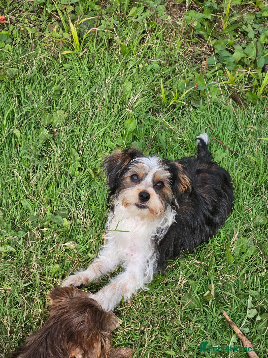 Yorkshire Terrier dogs for sale: 🤎 DNA tested parents-White Ocean Pearl boy 🤎 - Advert 7