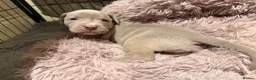 Mixed Breed dogs for sale: Beautiful Bullmaraner Puppies x 5  - Advert 21