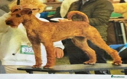 Irish Terrier dogs for sale: Kennel club registered Irish Terrier Puppies - Image 3