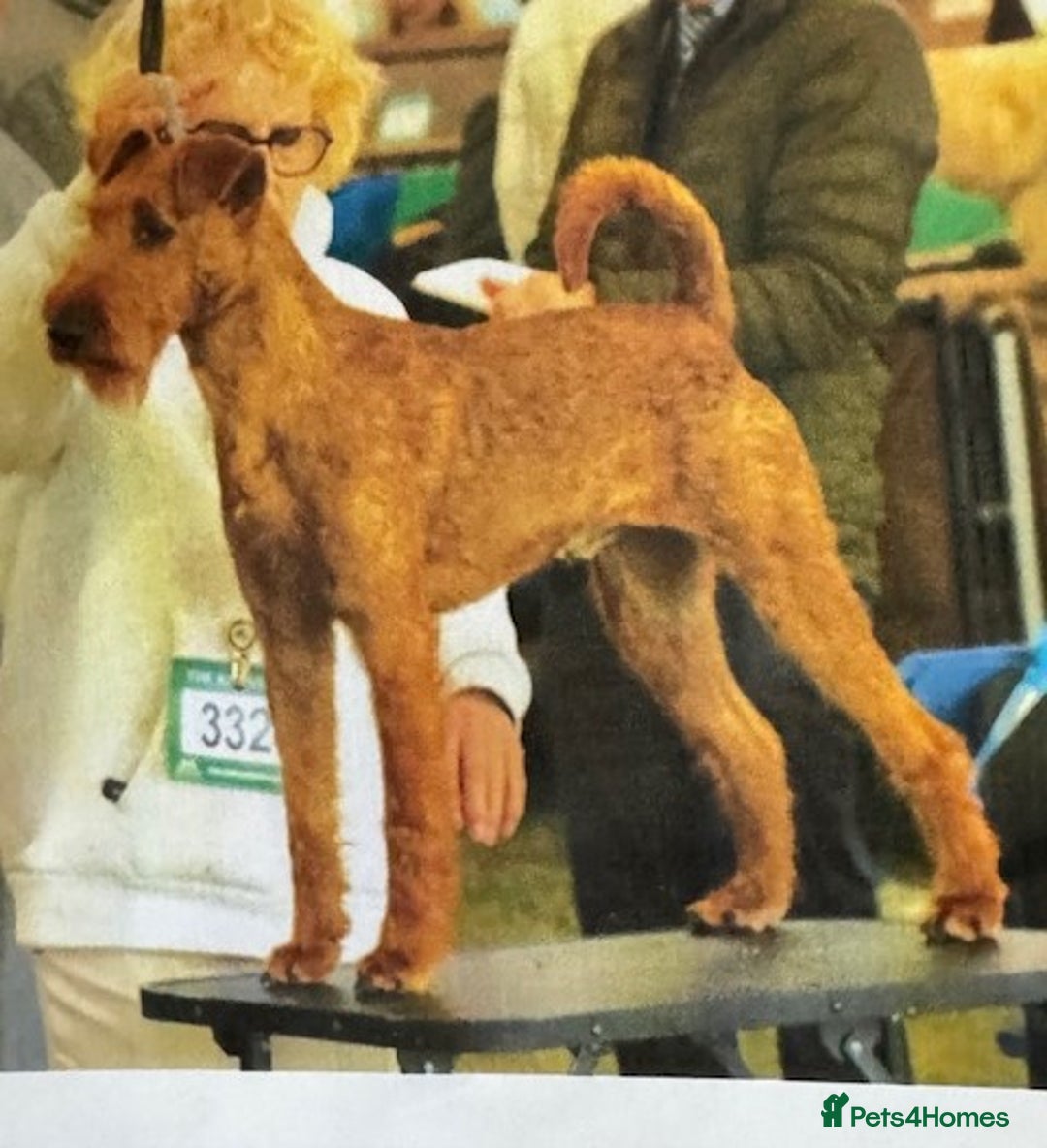 Irish Terrier dogs for sale: Kennel club registered Irish Terrier Puppies - Image 3
