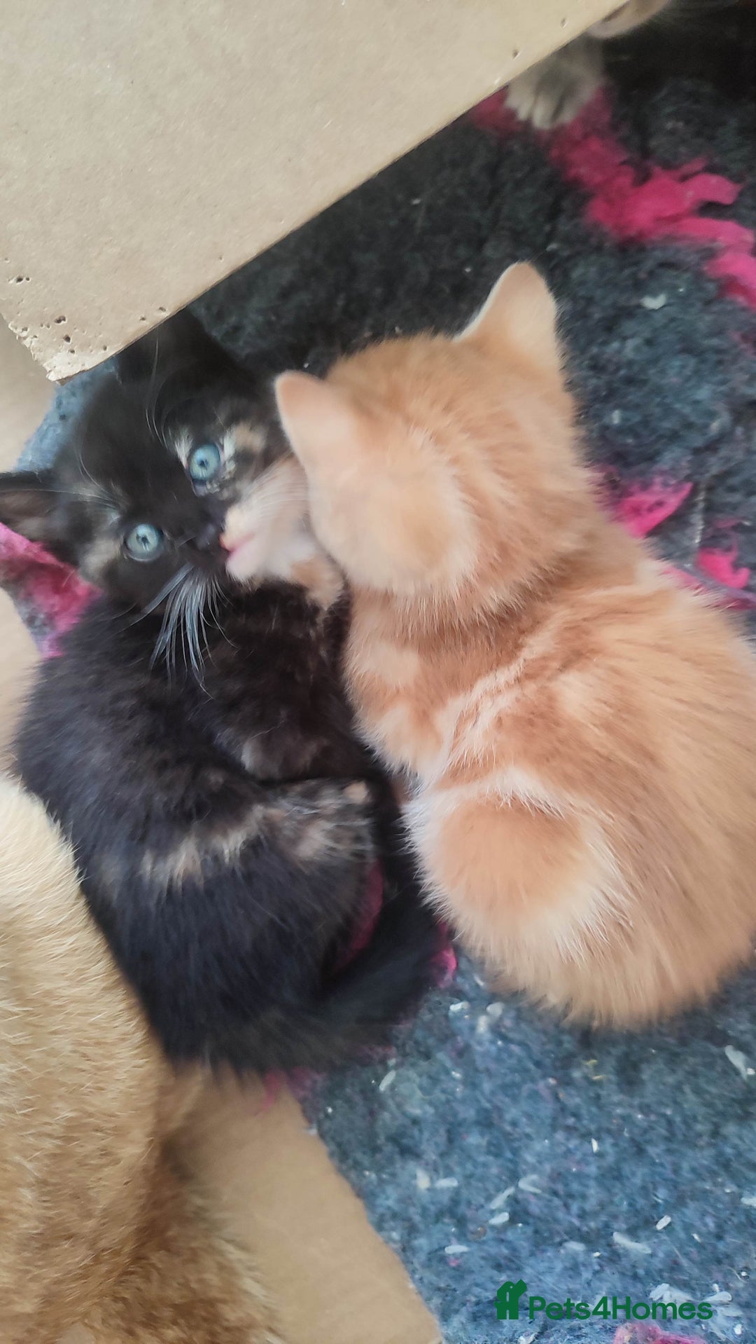 British Shorthair cats for sale: Adorable kittens  in Great Missenden - Image 6