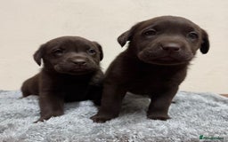 Labrador Retriever dogs for sale: Chocolate Labrador puppies - Image 7