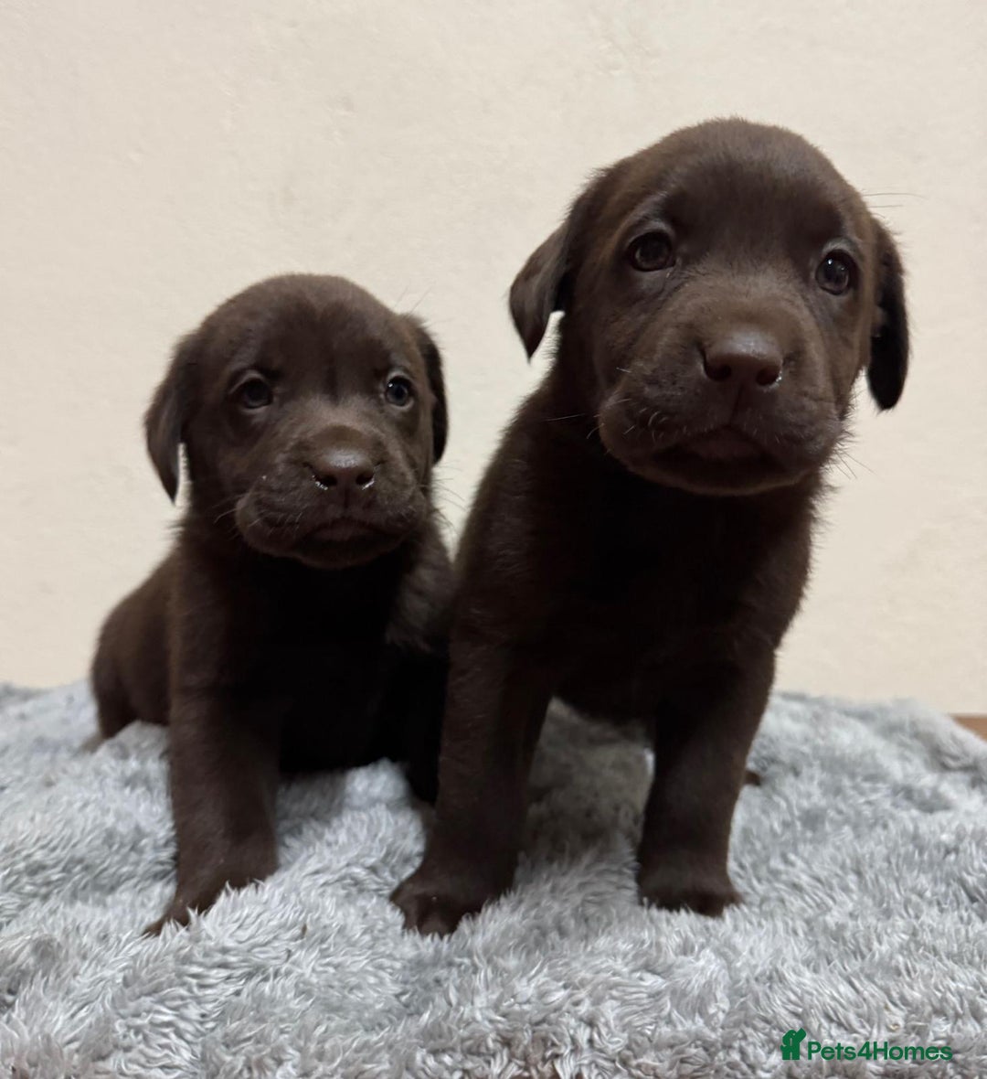 Labrador Retriever dogs for sale: Chocolate Labrador puppies - Image 7
