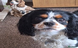 Cavalier King Charles Spaniel dogs for stud: Tri colour stud dog  - Image 2