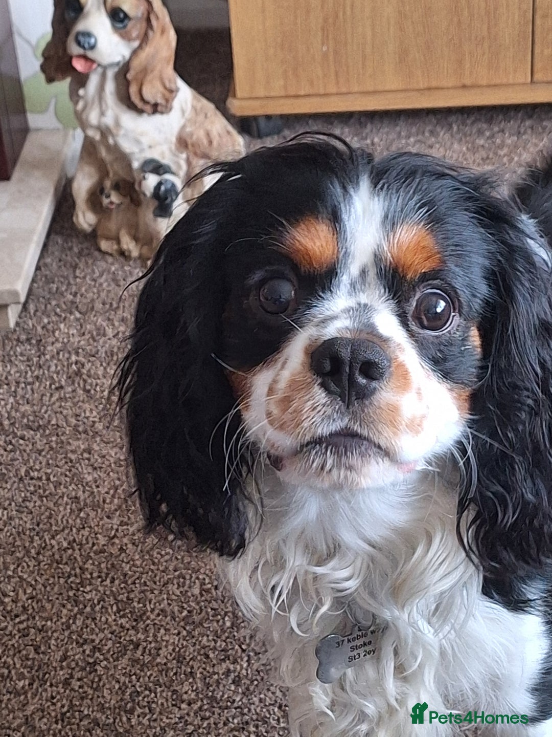 Cavalier King Charles Spaniel dogs for stud: Tri colour stud dog  - Image 2