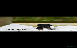 Bordoodle dogs for sale: GOLD STANDARD HIGH HEALTH COLLIPOO PUPPIES 🌟 - Image 9