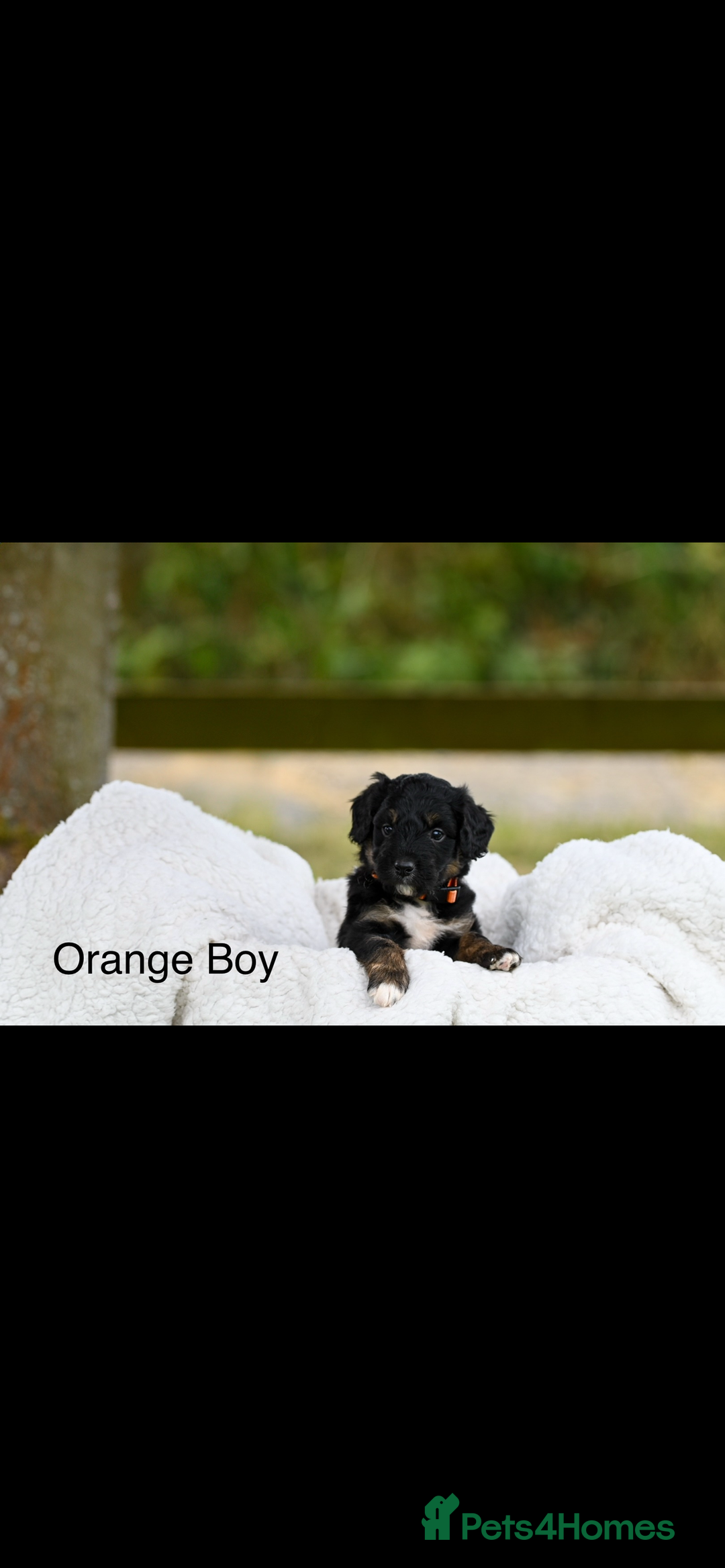 Bordoodle dogs for sale: GOLD STANDARD HIGH HEALTH COLLIPOO PUPPIES 🌟 - Image 9