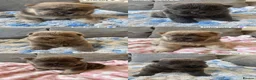 Chow Chow dogs for sale: OUTSTANDING chow chow litter  - Advert 6