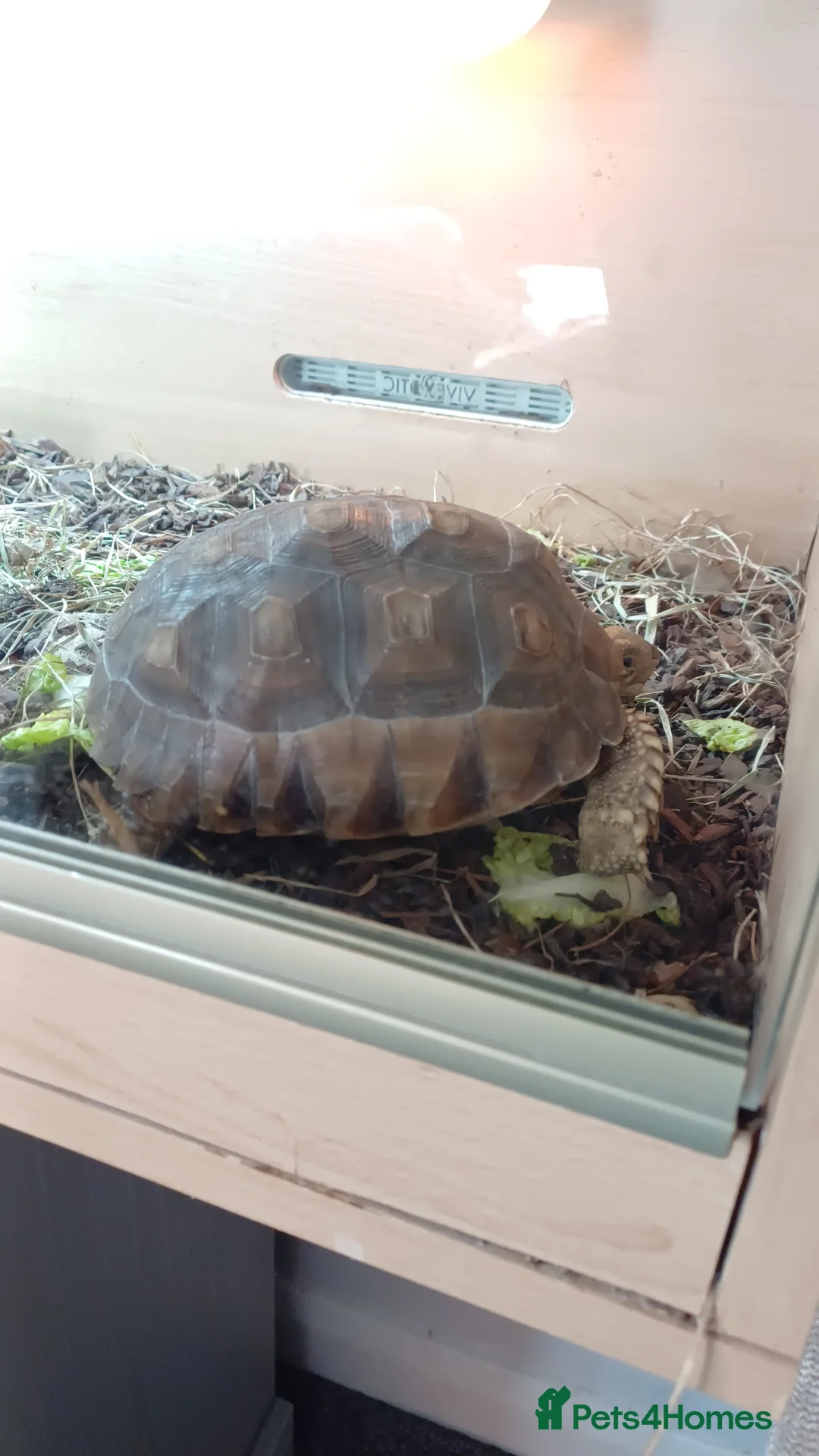 Tortoise reptiles for sale: Sulcata - Advert 1